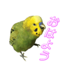 表情豊かなセキセイインコ【日常会話編】（個別スタンプ：1）