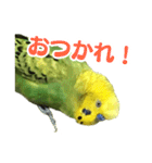 表情豊かなセキセイインコ【日常会話編】（個別スタンプ：2）