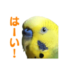 表情豊かなセキセイインコ【日常会話編】（個別スタンプ：3）