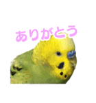 表情豊かなセキセイインコ【日常会話編】（個別スタンプ：4）