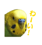 表情豊かなセキセイインコ【日常会話編】（個別スタンプ：5）