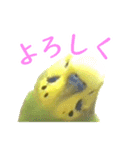表情豊かなセキセイインコ【日常会話編】（個別スタンプ：6）