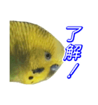 表情豊かなセキセイインコ【日常会話編】（個別スタンプ：7）