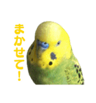 表情豊かなセキセイインコ【日常会話編】（個別スタンプ：10）