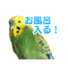 表情豊かなセキセイインコ【日常会話編】（個別スタンプ：11）