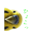 表情豊かなセキセイインコ【日常会話編】（個別スタンプ：12）