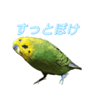 表情豊かなセキセイインコ【日常会話編】（個別スタンプ：13）