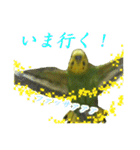表情豊かなセキセイインコ【日常会話編】（個別スタンプ：14）