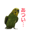 表情豊かなセキセイインコ【日常会話編】（個別スタンプ：15）