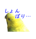 表情豊かなセキセイインコ【日常会話編】（個別スタンプ：16）