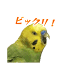 表情豊かなセキセイインコ【日常会話編】（個別スタンプ：18）