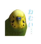 表情豊かなセキセイインコ【日常会話編】（個別スタンプ：19）
