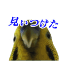 表情豊かなセキセイインコ【日常会話編】（個別スタンプ：20）
