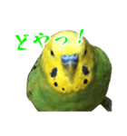 表情豊かなセキセイインコ【日常会話編】（個別スタンプ：21）