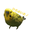 表情豊かなセキセイインコ【日常会話編】（個別スタンプ：22）