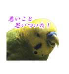 表情豊かなセキセイインコ【日常会話編】（個別スタンプ：23）