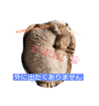 どらみちゃんの日常 vol.1（個別スタンプ：9）