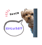 たんたんわんたんスタンプ3（個別スタンプ：11）
