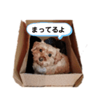 たんたんわんたんスタンプ3（個別スタンプ：21）