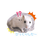 しらたまとみたらし。（個別スタンプ：3）
