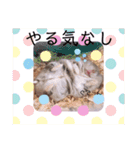 しらたまとみたらし。（個別スタンプ：12）