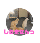 ニャゴ（個別スタンプ：8）
