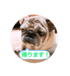 〜メルちゃんの日常 3 〜（個別スタンプ：10）