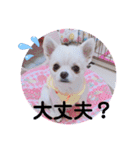 みるくぷりん（個別スタンプ：10）