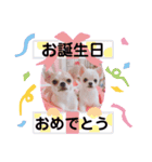 みるくぷりん（個別スタンプ：13）
