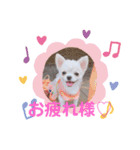 みるくぷりん（個別スタンプ：15）