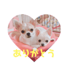 みるくぷりん（個別スタンプ：16）