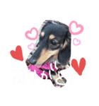 天然パーマのダックス・マロン2（個別スタンプ：4）