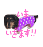 天然パーマのダックス・マロン2（個別スタンプ：5）