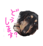 天然パーマのダックス・マロン2（個別スタンプ：7）