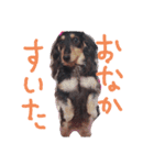 天然パーマのダックス・マロン2（個別スタンプ：8）