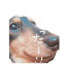 天然パーマのダックス・マロン2（個別スタンプ：9）