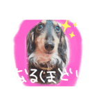 天然パーマのダックス・マロン2（個別スタンプ：12）