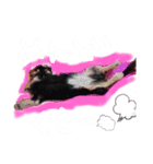 天然パーマのダックス・マロン2（個別スタンプ：14）