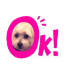 Maltese1（個別スタンプ：1）
