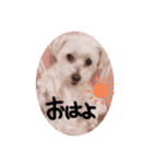 Maltese1（個別スタンプ：3）