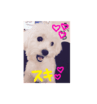 Maltese1（個別スタンプ：5）
