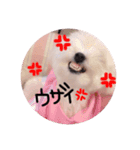 Maltese1（個別スタンプ：6）