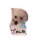 Maltese1（個別スタンプ：7）
