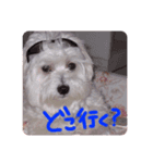 Maltese1（個別スタンプ：8）