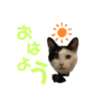 牛柄猫の琥珀くん②（個別スタンプ：1）