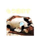 牛柄猫の琥珀くん②（個別スタンプ：3）