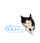 牛柄猫の琥珀くん②（個別スタンプ：4）