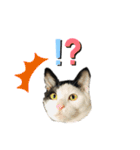 牛柄猫の琥珀くん②（個別スタンプ：5）
