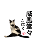 牛柄猫の琥珀くん②（個別スタンプ：7）