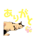 牛柄猫の琥珀くん②（個別スタンプ：8）